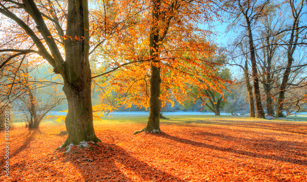 Beautiful colored trees in autumn, landscape photography