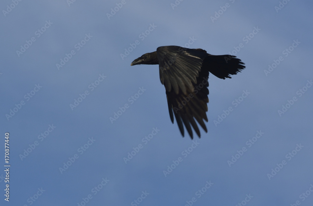 Obraz premium raven in flight