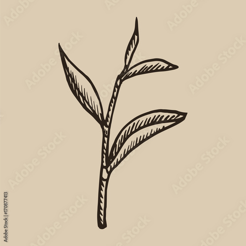 Tea leaf engraving. A beautiful and useful plant in the sketch style. Vector illustration