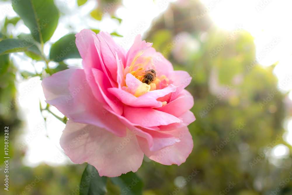 Obraz premium Souvenir de Louis Amade; Shrub Rose, Pink Rose Originally Produced by the Breeder Delbard in France, 1998