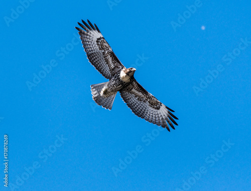 Red tail hawk