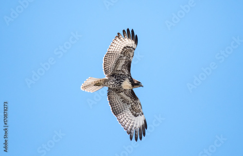 Red tail Hawk