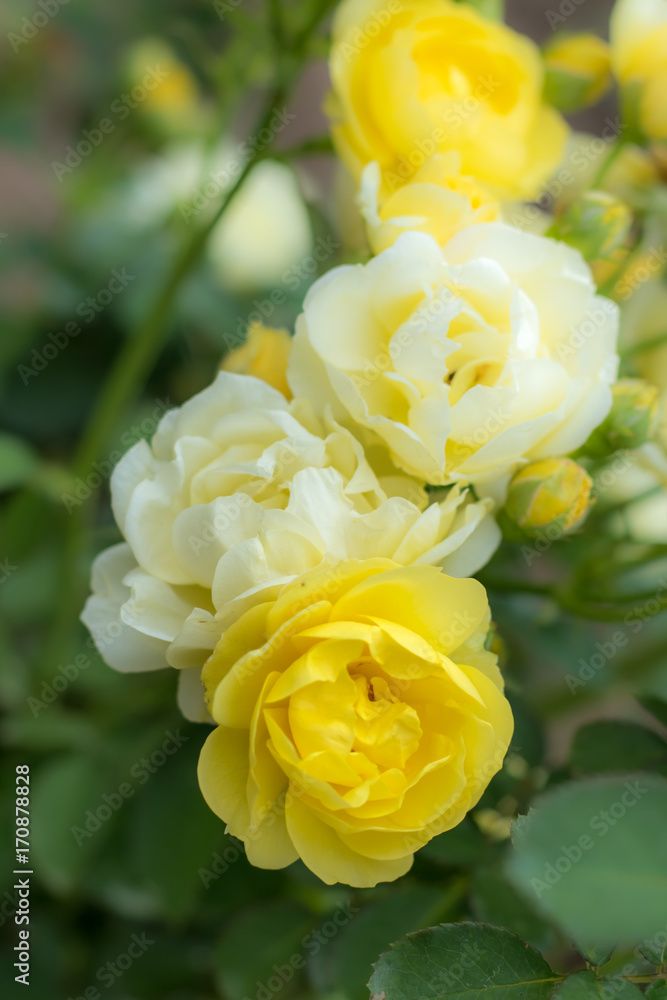 Fototapeta premium Golden Border; Floribunda Rose, Yellow Rose Originally Produced by the Breeder Verschuren in Netherlands, 1993