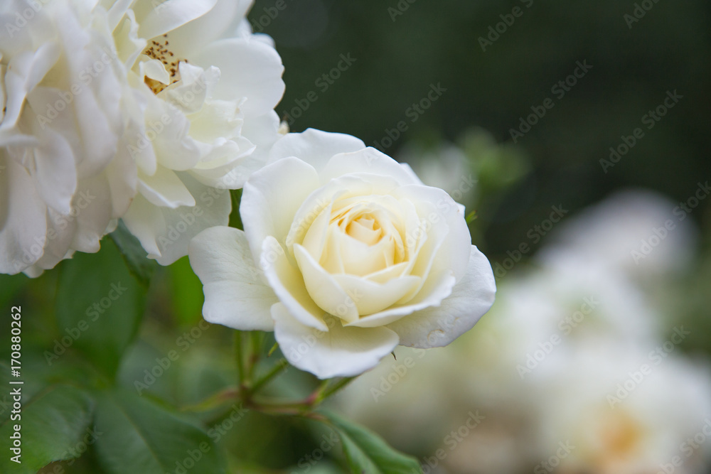 Rose blanche Rose blanche