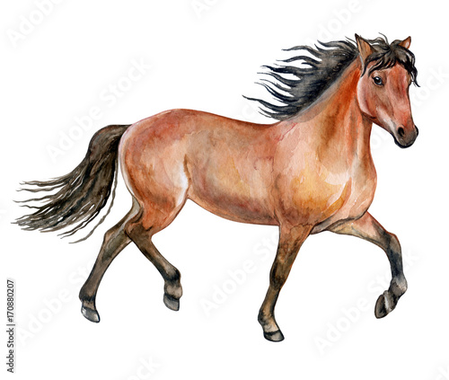 Beautiful purebred red horse isolated on white background. Watercolor. Illustration. Template. Picture