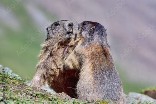 Alpine marmots wrestling