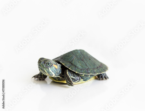 Red eared Slider turtle (Trachemys scripta elegans) on white background. Selective focus. Close up.