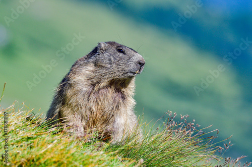 Alpine marmot