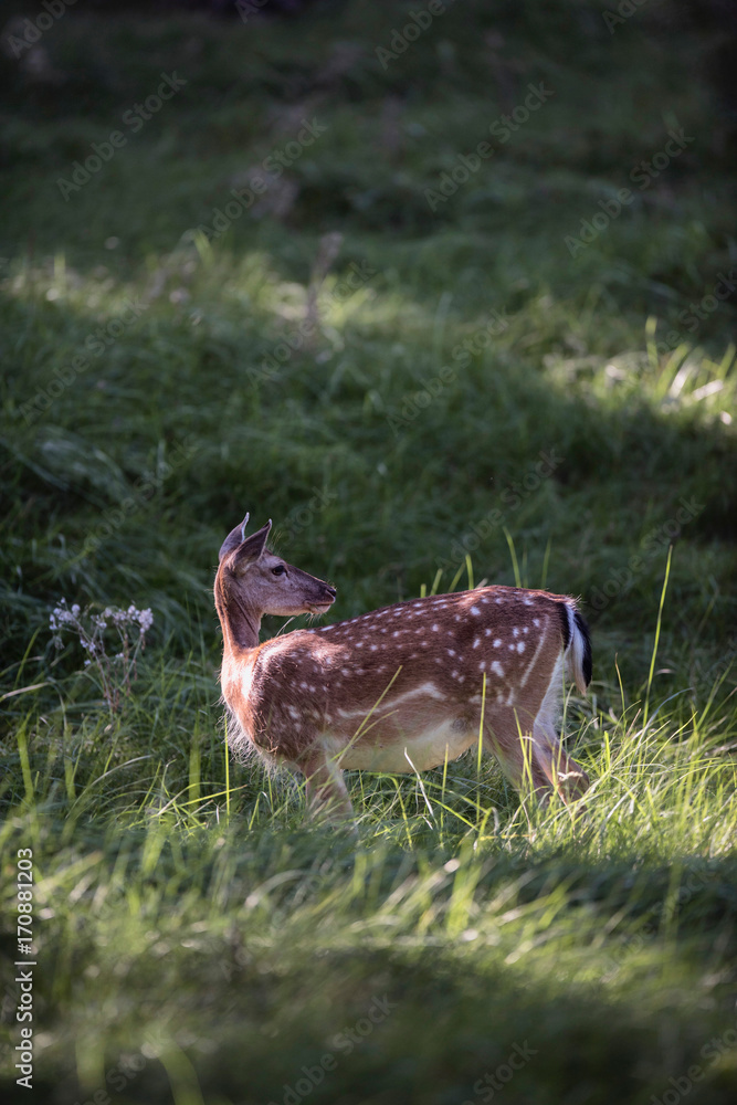 Fallow deer doe in tall grass. Fallow deer doe in tall grass.