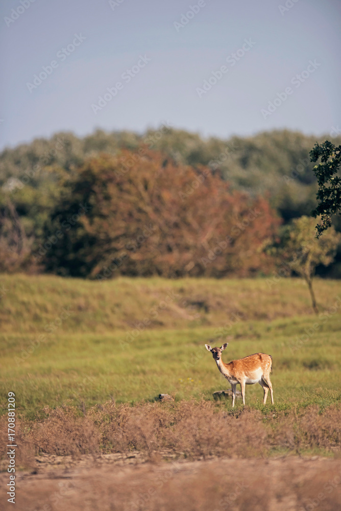 Fallow deer doe standing in field. Fallow deer doe standing in field.
