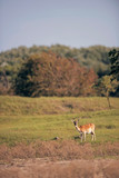 Fallow deer doe standing in field.