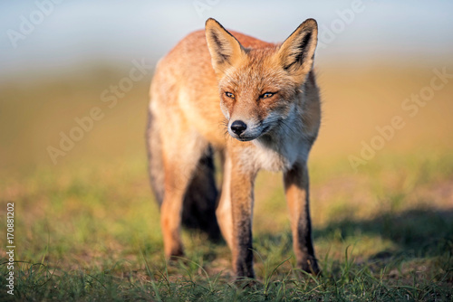 Red fox standing in field lit by low sunlight.