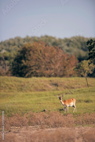 Fallow deer doe standing in field.