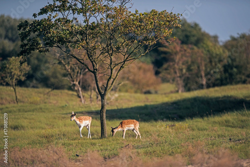 Two fallow deer grazing in field near tree.