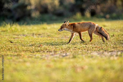 Red fox walking over grass picking up scents. © ysbrandcosijn