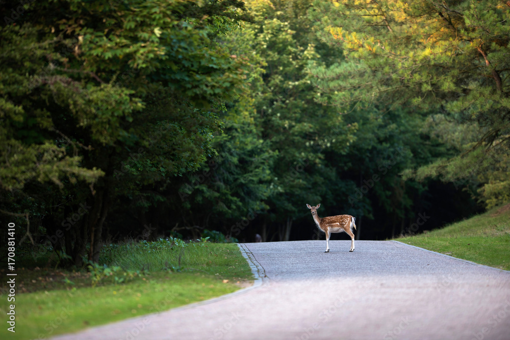 Fototapeta premium Daniele (dama dama) stojąc na drodze w rezerwacie przyrody.
