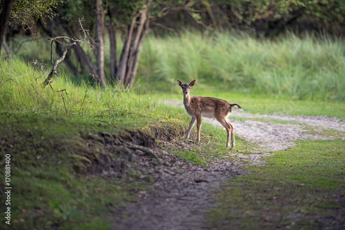 Young fallow deer standing alone on country road. © ysbrandcosijn