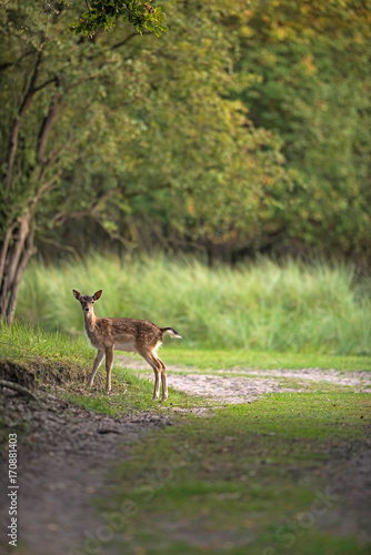 Young fallow deer standing alone on country road.