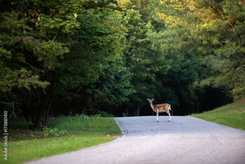 Fallow deer (dama dama) standing on road in nature reserve.