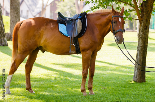 Thoroughbred young horse posing against spring fields