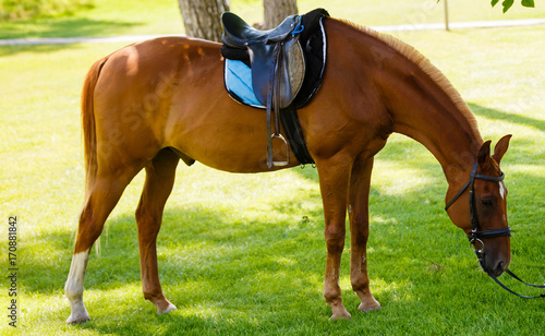 Brown horse with Saddle