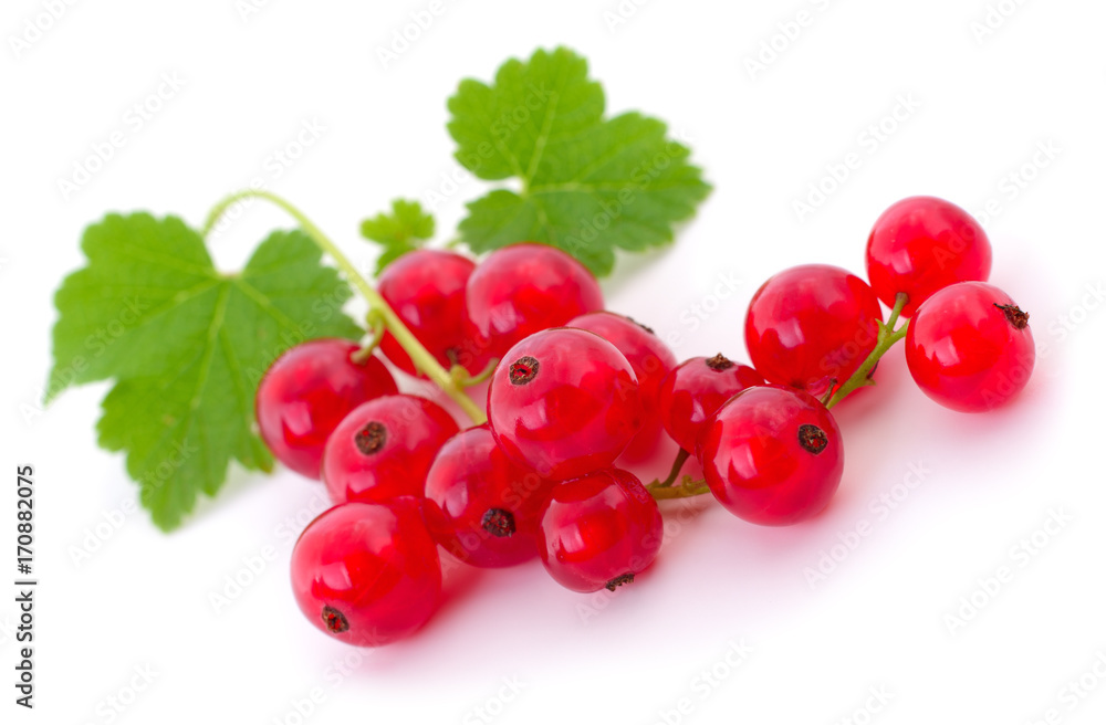 Red currants isolated. Red currants isolated.