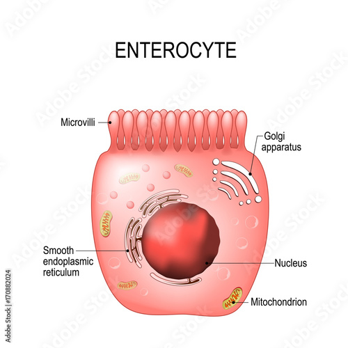 Enterocytes. intestinal absorptive cells photo
