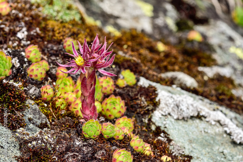 Alpine flower  Sempervivum montanum 