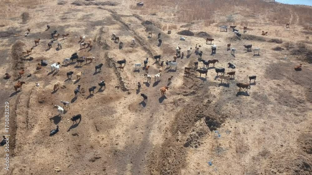 Herd of cows standing around arid pasture aerial shot Herd of cows standing around arid pasture aerial shot