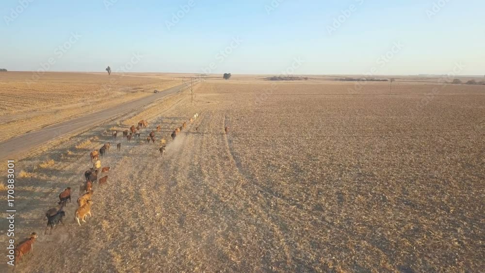 Establishing shot of herd of cows in arid farmland camera pulls up to reveal dry horizon Establishing shot of herd of cows in arid farmland camera pulls up to reveal dry horizon