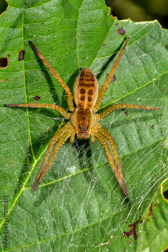 Young Raft spider(?)