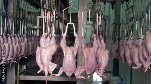 Beheaded and disemboweled chicken carcasses on food factory rails. photo