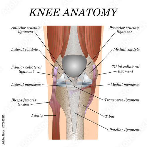 Anatomy of the knee joint front view, template for training a medical surgical poster, traumatology page. Vector illustration.