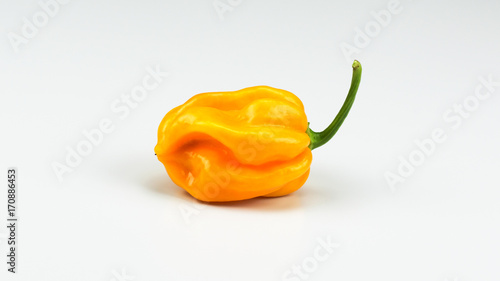 Habanero Orange High Key