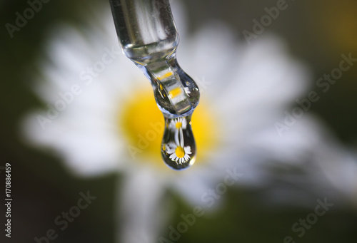 medicinal flower-white chamomile is reflected in the drop of oil falls from the pipette