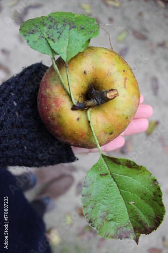 Wollpullover, Hand und reifer Apfel