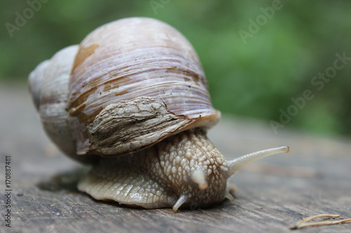 Prachtvolle Weinbergschnecke
