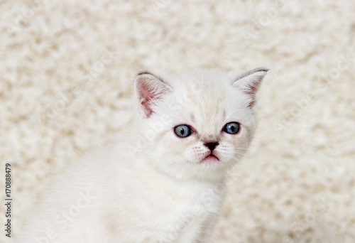portrait of a small beige British kitten on a fluffy carpet