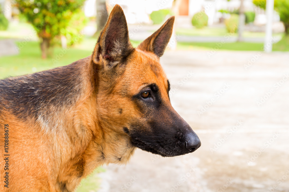 Shepherd dog head photo. Young german dog on walk in park Shepherd dog head photo. Young german dog on walk in park