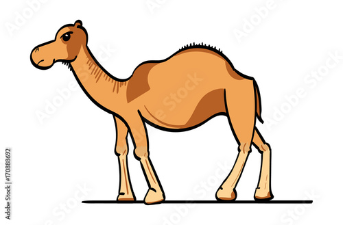 Camel © Kilian