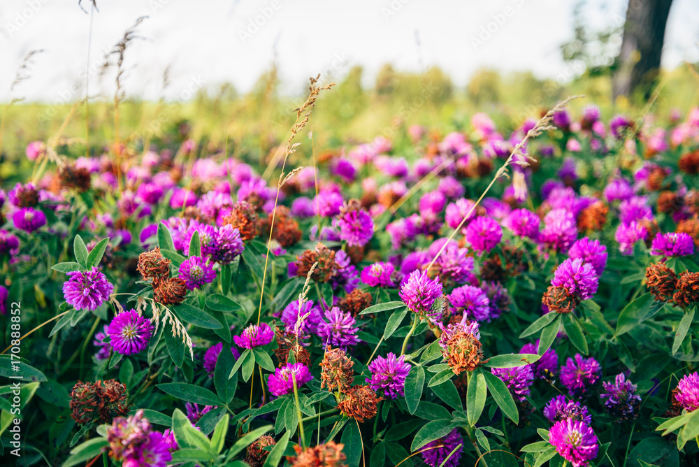 Obraz premium Meadow of Clover Flowers.