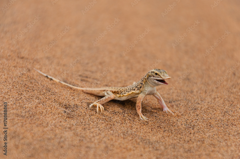 Fototapeta premium Wüsteneidechse; Walvis Bay; Swakopmund; Namibia