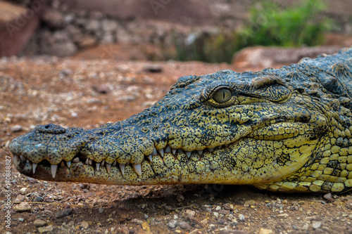 Nile crocodile 