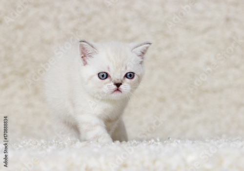 beige British kitten on a fluffy carpet