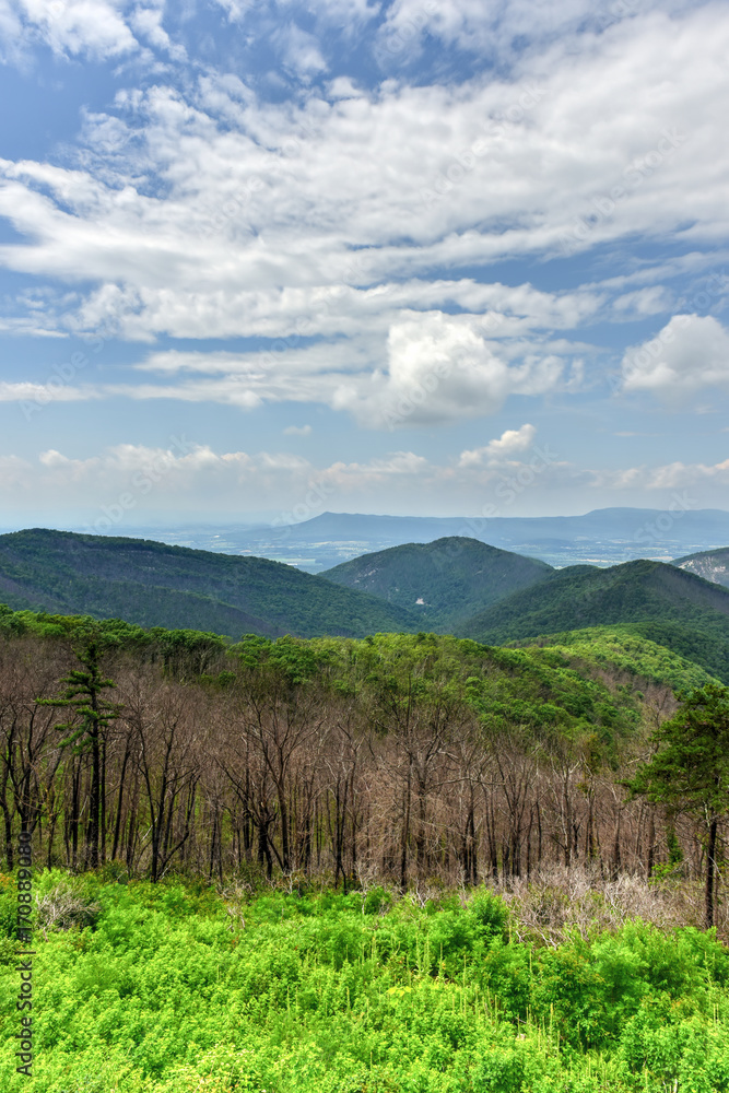 Shenandoah National Park - Virginia Shenandoah National Park - Virginia