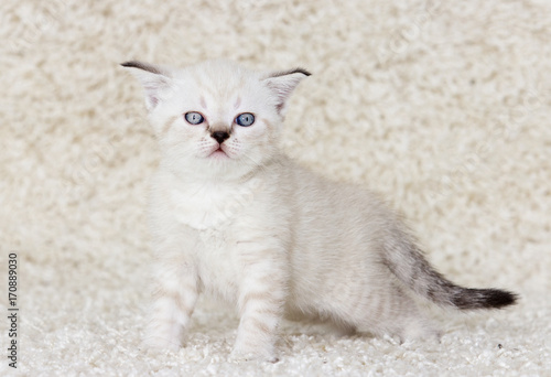 beige British kitten on a fluffy carpet