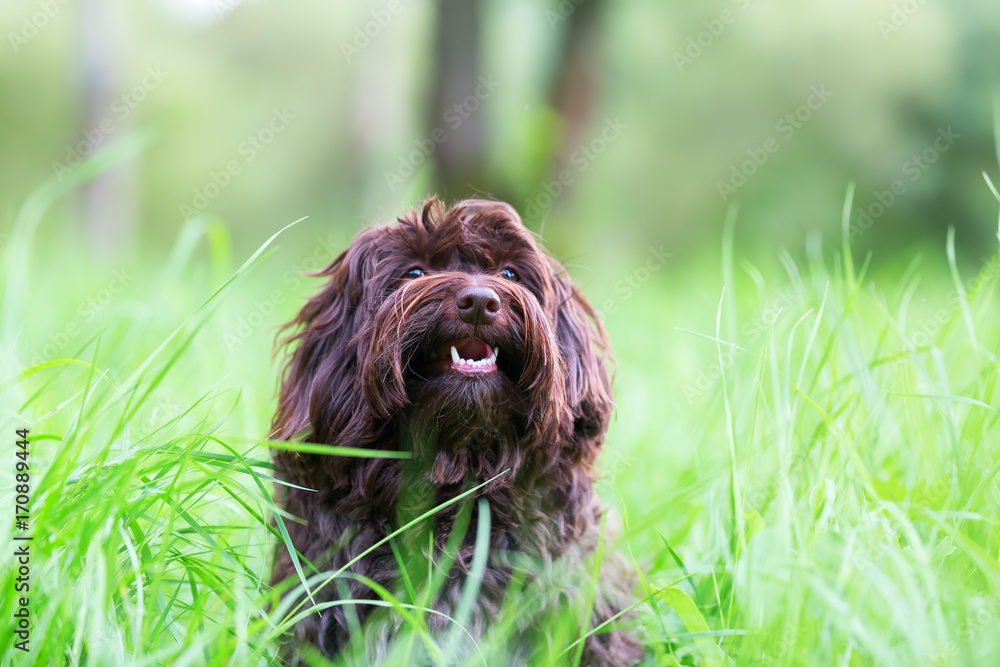 portrait of a Havanese dog