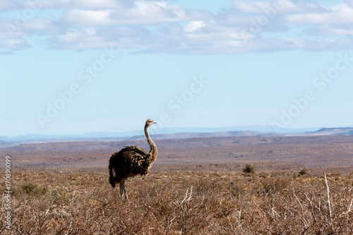 Ostrich walking in the fields of the Central Karoo