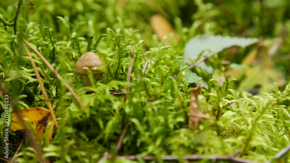 mushroom in autumn forest among moss and trees , close up mushroom in autumn forest among moss and trees , close up