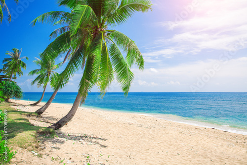 tropical beach with coconut palm